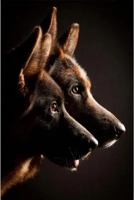 Produktbild von TPFLiving Kunstdruck LW-710 (OHNE RAHMEN) Poster - Leinwand - Wandbild - Hochauflösender Giclée-Druck, langlebig und hochwertig - Braunes Schäferhunde Paar vor schwarzem Hintergrund - Größe: 90x130cm