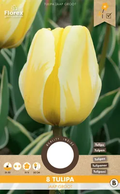 Immagine prodotto di Tulipani Jaap Groot (9 pezzi) | Bulbi di tulipano da Florex