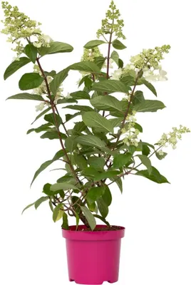 Image de Hortensia - Hydrangea paniculata 'Pinky Winky' - Hauteur 25-40cm - ⌀19cm