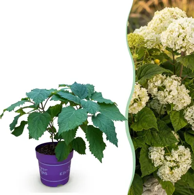 Produktbild von Hydrangea arborescens FlowerWOW - Hortensie - Winterhart - Weiß - 20-30cm - Ø14cm - Gartenpflanze