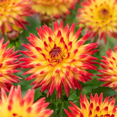 Image de Dahlia Cactus Bridge View Aloha 1 plant de dahlia