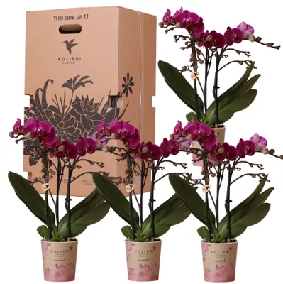 Obrázek produktu pro Kolibri Orchids – překvapivá krabička s jednobarevnými rostlinami, výhodná sada se 4 různými orchidejemi přímo od pěstitele