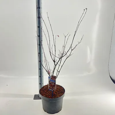 Produktbild von Acer pal. 'Yezo nishiki' - Fächerahorn | 70-80 cm im Topf