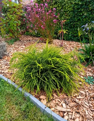Produktbild von Grüne Fadenzypresse chamaecyparis 'filifera nana' 25 - 30 cm