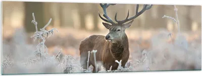 Produktbild von Bilder auf glas - Hirsch Wald Natur - 160x50cm - Glasbilder - Wandbilder - Kunstdruck - zum Aufhängen bereit - Wanddekoration aus Glas - Glas Bilder - Wandbild auf Glas - Einteilig - GAB160x50-3744