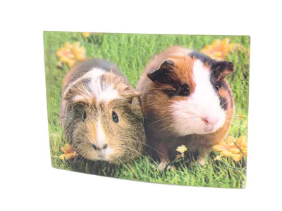 Produktbild von 3 D Ansichtskarte Meerschweinchen, Postkarte Wackelkarte Hologrammkarte Tiere