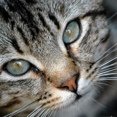 Produktbild von Katzen Kunstdruck Bild - Grau Getigertes Kätzchen-Portrait (70 x 70 cm)