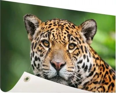 Produktbild von Gartenposter - 60x40 cm - Nahaufnahme Leopardenfotodruck  - Modernes Wandbilder - Wilde Tierposter