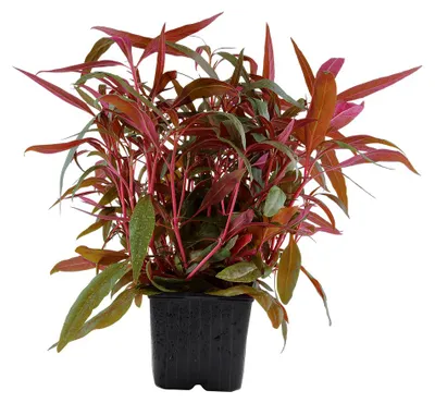 Produktbild von Mutterpflanze Aquarium Pflanze Alternanthera reineckii 'Pink' Tropica Nr.023 XL