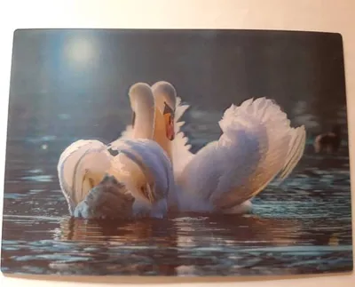 Produktbild von 3 D Ansichtskarte Schwäne, Postkarte Wackelkarte Hologrammkarte Tiere Vogel Schwan