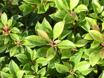 Produktbild von Pieris japonica Minor - Schattenglöckchen - 30-40cm