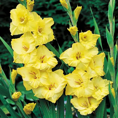 Zdjęcie produktu dla Gladiolus Mieczyk Wielkokwiatowy Joyeuse Entree 5 szt Mieczyki cebulki