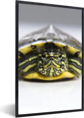 Produktbild von MuchoWow® Gerahmtes Poster Nahaufnahme einer Schildkröte 20x30 cm - Poster mit Schwarzem Bilderrahmen Wandposter Rahmen Foto Bilder - Drucken - Bilder Poster im Rahmen