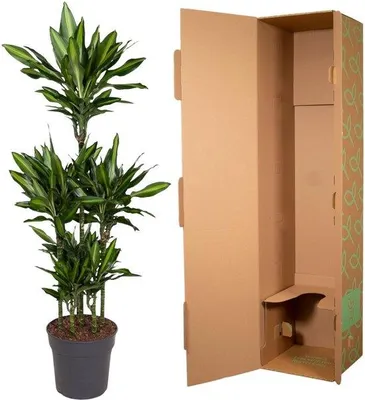 Productafbeelding van Famanu Dracaena Cintho, carrouselmodel - 140 cm - diameter 31 cm