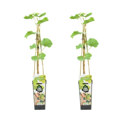 Produktbild von 2x Vitis Vinifera 'Vroege van der Laan' - Weintraubenpflanze - Weiße Weintrauben - Obstpflanzen - Gartenpflanzen - Winterhart - ⌀14 cm - Höhe 60-70 cm
