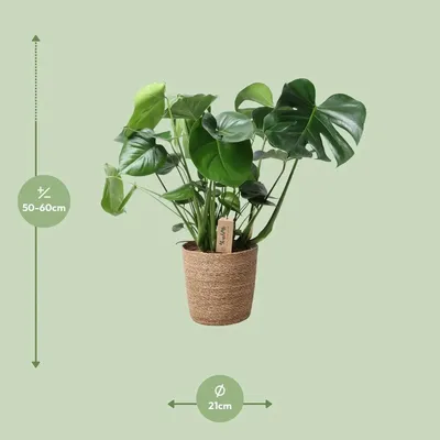 Produktbild von Monstera im natürlichen Korb - Ø21 cm - ↕60 cm
