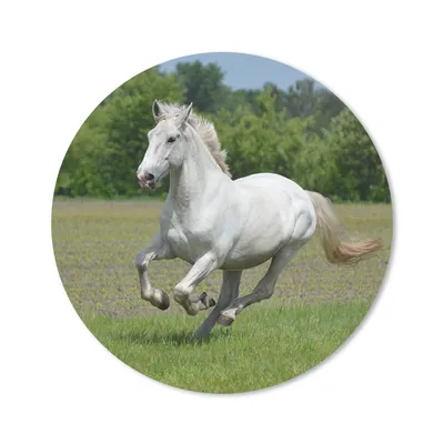 Produktbild von MuchoWow® Mauspad Mousepad Pferde - Natur - Weiß 30x30 cm - Mousepads - Maus Mat - Pad - Mausunterlage - Tischunterlage - Schreibtischmatten