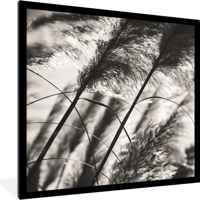 Produktbild von MuchoWow® Gerahmtes Poster Pampasgras - Schwarz - Weiß - Pflanze 40x40 cm - Poster mit Schwarzem Bilderrahmen Wandposter Rahmen Foto Bilder - Mit Rahmen - Wanddekoration Schlafzimmer
