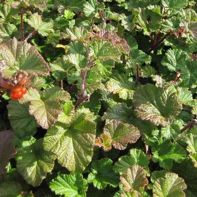 Immagine prodotto di 6 bacche  - Rubus 'Betty Ashburner'  | Vaso 9 cm x 9 cm