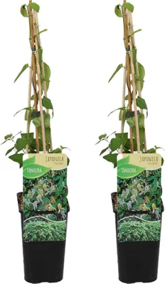 Produktbild von 2er-Set - Lonicera Heckrottii Halliana - Japanisches Geißblatt - Weiß, Gelb - Kletterpflanzen - Gartenpflanzen - Winterhart - Topf 15 cm - 70-80 cm