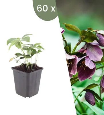 Produktbild von Plants by Frank | 60 Lenzrose Pflanzen | Helleborus Orientalis | Stauden | Winterhart | Mehrjährig | Gartenpflanzen