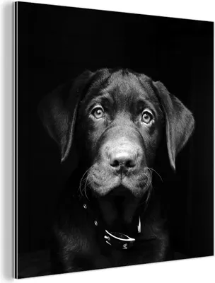 Obrázok produktu pre Nástenná dekorácia Kovový kovový obraz Wall Art 50x50cm Šteniatko labradora zblízka na čiernom pozadí v čiernobielej farbe Muchowow Hliníkové obrazy