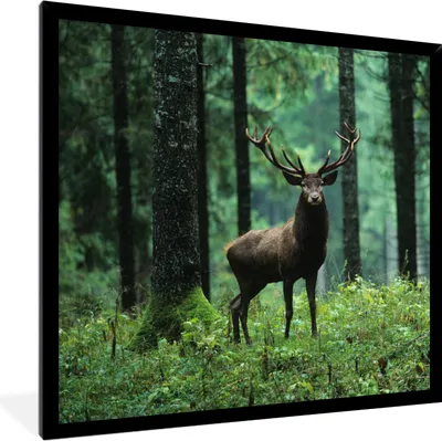 Produktbild von MuchoWow® Gerahmtes Poster Hirsche - Wald - Bäume - Tiere - Natur 40x40 cm - Poster mit Schwarzem Bilderrahmen Wandposter Rahmen Foto Bilder - Mit Rahmen - Wanddekoration Schlafzimmer