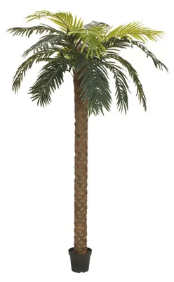 Obrázok produktu pre Europalms Phönix Palme deluxe Kunstpflanze 250cm 82509724