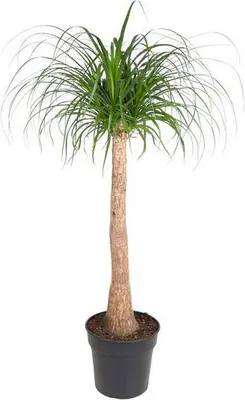 Produktbild von Elefantenfuß Beaucarnea 120cm Ø32cm Zimmerpflanze mit dickem Stamm und hängenden