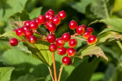 Produktbild von Viburnum opulus, Gewöhnlicher Schneeball, 100–125 cm, weiße Blüten