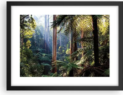 Produktbild von Gerahmtes Poster - Schwarzer Rahmen - Morgendämmerung Bäume Wald - 40x30 cm - Wand Bild - Wanddeko - Wandbilder - Kunstposter - Wandposter - Bilderrahmen - Bilder - Kunstdruck - P2BAA40x30-4403