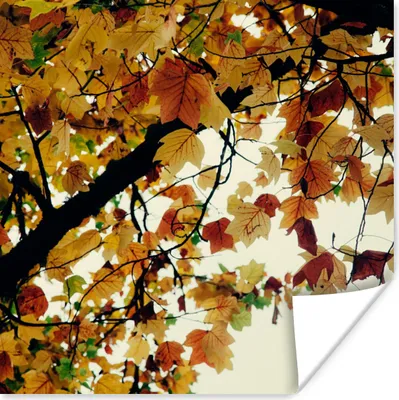 Produktbild von MuchoWow® Poster Bäume - Herbstblätter - Natur 50x50 cm - Wohnzimmerdekoration