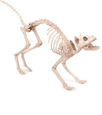 Produktbild von Knochenkatze Halloween-Dekotier weiss 60x12x25cm - Einheitsgröße