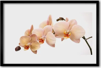 Produktbild von Bild 60x40 MDF-Rahmen Wandkunst Blumen Pflanzen