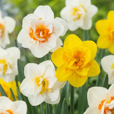 Produktbild von Green boutiQ - 30x Narcissus Double mix - Gefüllte Narzissen-Mischung - Diverses - Frühlingsblüher - Zwiebelgröße 10/12