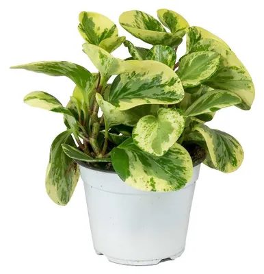 Productafbeelding van JUNAVERA Peperomia obtusa ‘Variegata’ | terrariumplant en kamerplant | 8 cm pot | 12 cm hoog