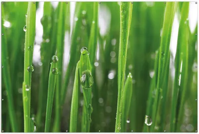 Produktbild von Wallario XXL Outdoor-Poster für Garten oder Balkon, Motiv Wassertropfen an Grashalmen, in ca. 300 x 200 cm
