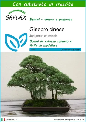 Immagine prodotto di SAFLAX  - Ginepro cinese - 30 semi - Con substrato - Juniperus