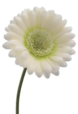 Produktbild von Kunstblume GERBERA 50cm CREME