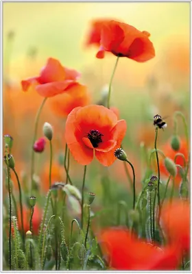 Produktbild von Wallario Wandbild Mohnblumenblüten, Größe: 70,30 x 100,30 cm, Poster mit weißem Kunststoffrahmen