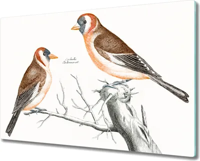 Produktbild von Coloray Kochplattenabdeckung Herdabdeckplatte 80x52 cm Hackbrett Schneidebrett Küchenbrett - Tier Vogel Zweig
