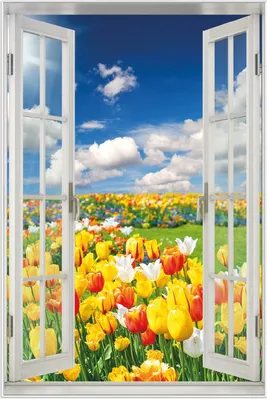 Produktbild von Wallario Wandbild mit Fenster-Illusion: Tulpenwiese unter blauem Himmel, Größe: 61 x 91,5 cm, Poster mit weißem Aluminiumrahmen