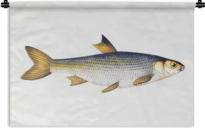 Produktbild von MuchoWow® Wandteppich Wandbehang Karpfen - Fisch - Meer 90x60 cm Tapisserie Dekoration Wandtuch - Wandskulpturen - Bildteppich