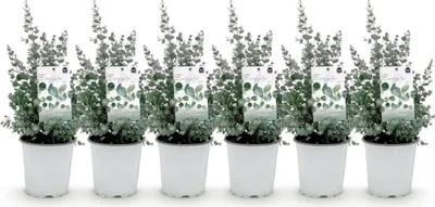 Obrázok produktu pre Eukalyptus Eucalyptus gunnii - rastlina na terasu - sada 6 ks - mrazuvzdorná