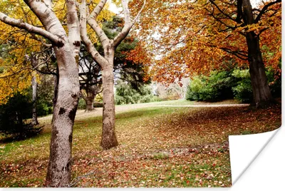 Produktbild von MuchoWow® Poster Herbst - Bäume - Laub - Natur 180x120 cm - Fotoplakat