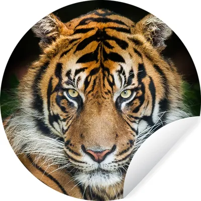 Produktbild von MuchoWow® Runde Wandtattoo - Wandsticker Tapete Aufkleber Tiger - Schwarz Ø 50 cm Selbstklebend und Repositionierbar - Wandaufkleber - Kreis - Wand Kreis - Wand Bild - Foto Tapete - Selbstklebende - Wohnzimmerdekoration - Wand Dekoration - Kinderzimmer