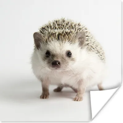 Produktbild von MuchoWow® Poster Igel - Weiß - Nase 50x50 cm - Wohnzimmerdekoration