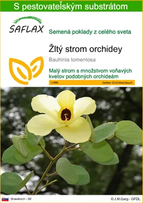Obrázok produktu pre SAFLAX - Žltý strom orchidey - Bauhinia tomentosa - 30 Semená - S pestovateľským substrátom bez klíčkov