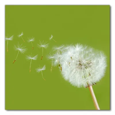 Produktbild von Wallario selbstklebende Möbelfolie/ Tischdecke für Innen und Außen, Größe: 100 x 100 cm - Pusteblume auf der Wiese mit fliegenden Samen