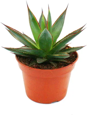 Immagine prodotto di Agave "Shaka Zulu" - vaso da 15 cm - pianta grassa da appartamento